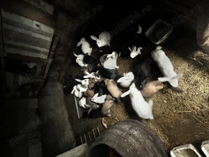 Vand iepuri crescuti bio - imagine 2