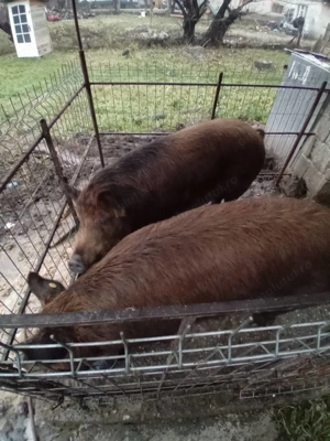 Vand Porci 150-170Kg - imagine 2