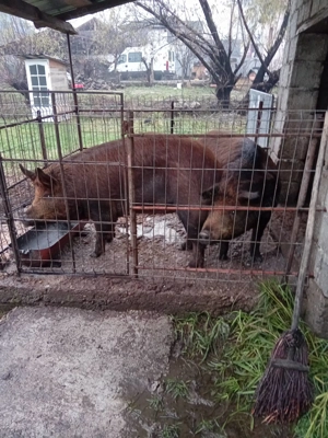 Vand Porci 150-170Kg - imagine 4