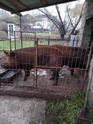 Vand Porci 150-170Kg - imagine 3