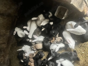 Vand iepuri crescuti bio - imagine 3