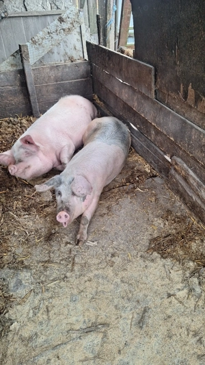 Porci de carne pentru craciun