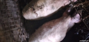 vand porci aproximativ 200 kg 1300 - imagine 3