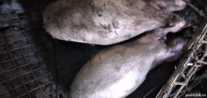 vand porci aproximativ 200 kg 1300 - imagine 2