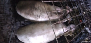 vand porci aproximativ 200 kg 1300 - imagine 4