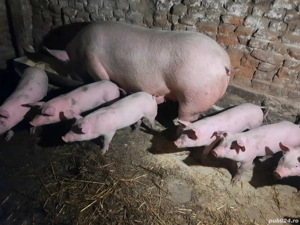 Vand purcei - imagine 3