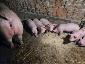 Vand purcei - imagine 4