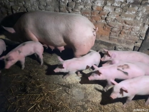 Vand purcei - imagine 2