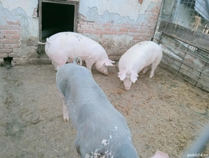 Vând porcii de carne pentru Crăciun în jur de 130 kg mai multe detalii la telefon  - imagine 2