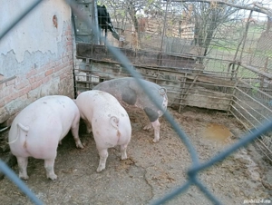 Vând porcii de carne pentru Crăciun în jur de 130 kg mai multe detalii la telefon  - imagine 3