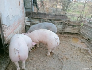 Vând porcii de carne pentru Crăciun în jur de 130 kg mai multe detalii la telefon  - imagine 4