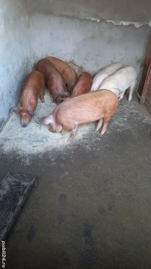 Vând Porci Grăsuni 