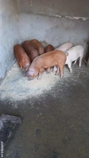 Vând Porci Grăsuni  - imagine 3