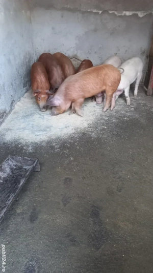 Vând Porci Grăsuni  - imagine 4