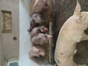 Am de vânzare porci de carne