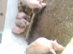 Am de vânzare porci de carne - imagine 2