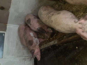 Am de vânzare porci de carne - imagine 3