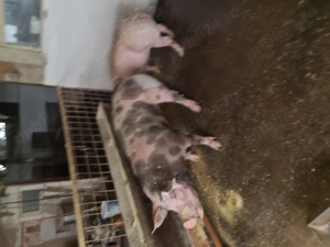 Am de vânzare porci de carne - imagine 4