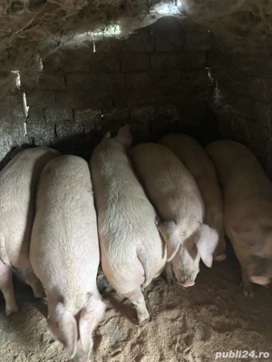 Porci de vanzare - imagine 3