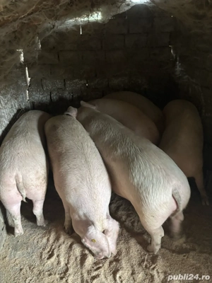 Porci de vanzare - imagine 4