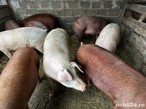 Porci tineri de carne 