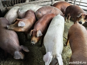 Porci de carne  - imagine 5