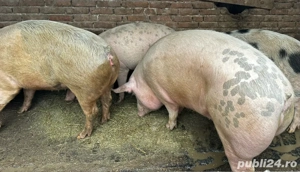 Porci de carne  - imagine 2