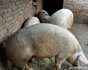 Porci de carne  - imagine 5