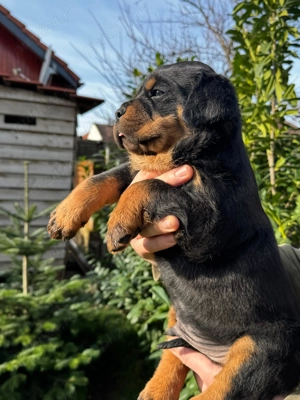 Pui rottweiler mascul 