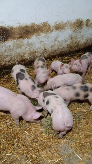 Vând purcei  pietrean - imagine 5