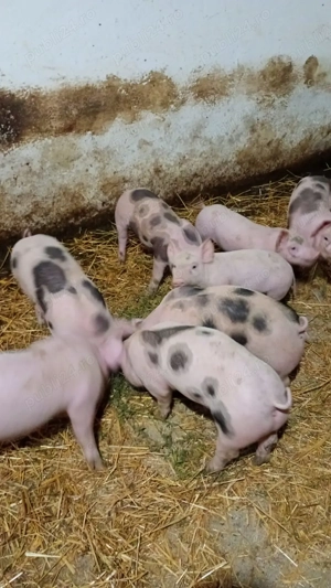 Vând purcei  pietrean - imagine 4