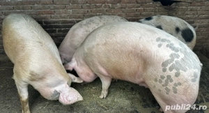 Porci de carne  - imagine 3