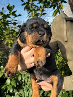 Pui rottweiler mascul  - imagine 2