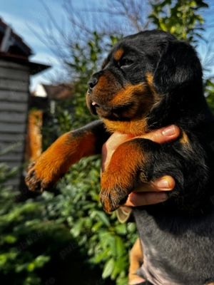 Pui rottweiler mascul  - imagine 3