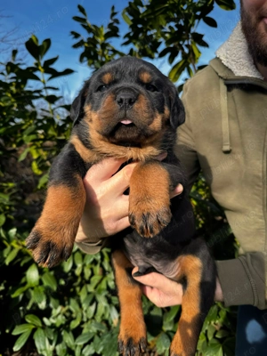 Pui rottweiler mascul  - imagine 4