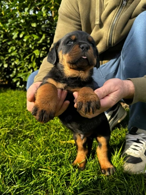 Pui rottweiler mascul  - imagine 5