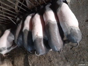 Vând purcei si porci grași - imagine 5