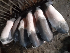 Vând purcei si porci grași - imagine 4