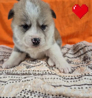 Akita pui 200 euro - imagine 3