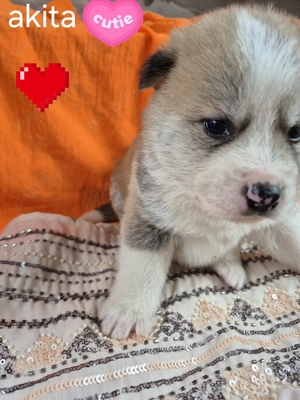 Pui  Akita  750 lei  (1500euro).    - imagine 3