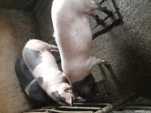 vând porci grași - imagine 2