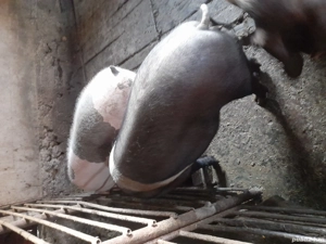 vând porci grași - imagine 3