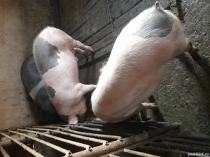 vând porci grași
