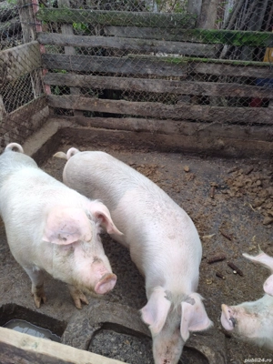 vand 14lei kg - imagine 5