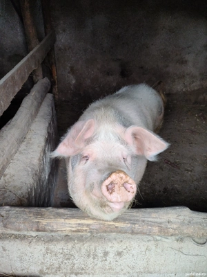 vand 14lei kg - imagine 3