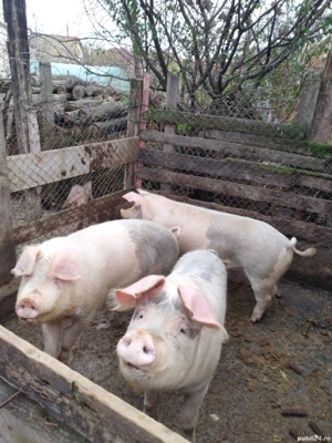 vand 14lei kg - imagine 4