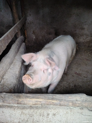 vand 14lei kg - imagine 2