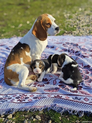 Pui Beagle tricolor - imagine 5