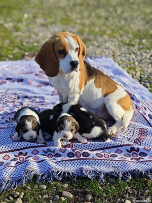 Pui Beagle tricolor - imagine 3