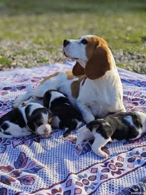 Pui Beagle tricolor - imagine 2